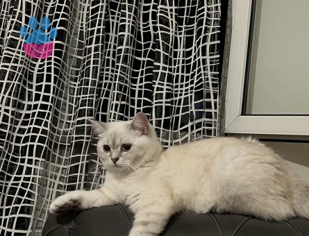 2.5 yaşında British