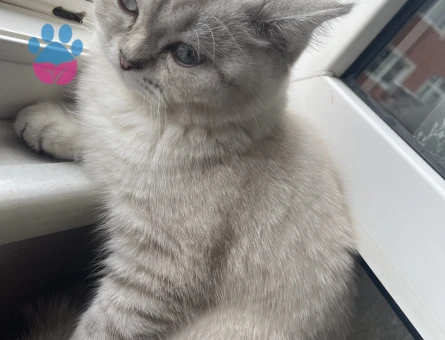 2.5 yaşında British