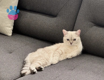 2.5 yaşında British