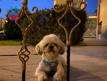 Shihtzu erkek kızgınlıkta