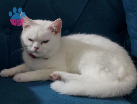 2 yaşındaki British kızımıza eş arıyoruz