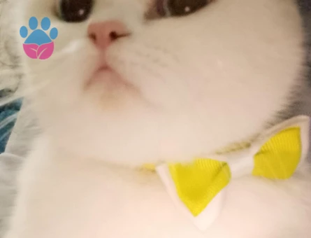 2 yaşındaki British kızımıza eş arıyoruz