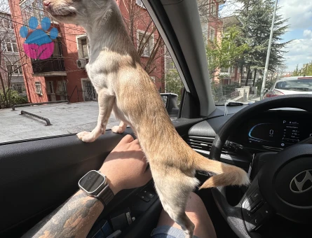 1.5 yaşında Dişi Chiuahua'm var çok sağlıklı.