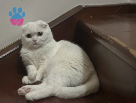 Scottish Fold 1 Yaşında Dişi Kızgınlıkta