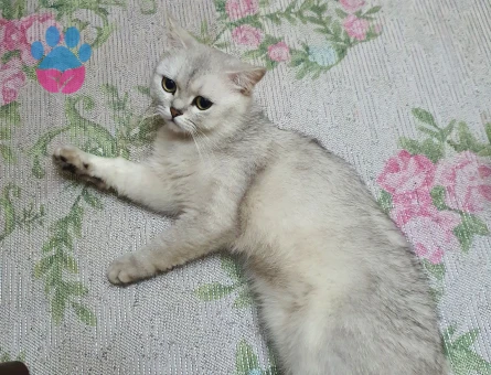Scottish straight shorthair 1,5 yaşındaki oğluma eş arıyorum.