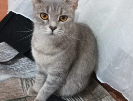 British Shorthair 1 Yaşında Kedim Eş Arıyor - 118984235