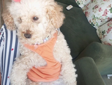 Toy Poodle Kızımıza eş arıyoruz - 118984236