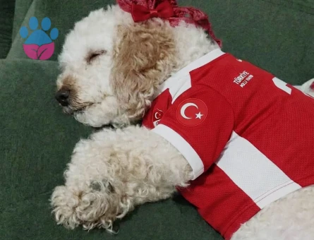 Toy Poodle Kızımıza eş arıyoruz