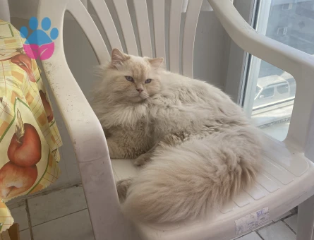 British Longhair eş ilanı