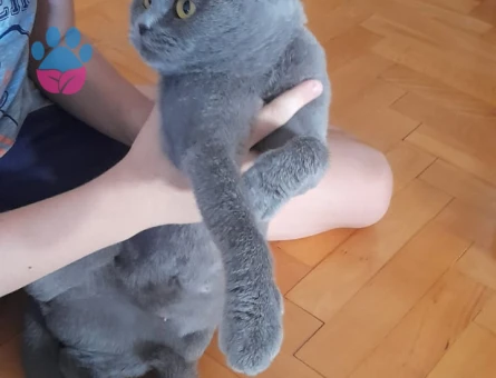 BRİTİSH SHORT HAİR KIZIMIZ LOKUMA EŞ ARIYORUM