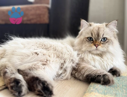 Erkek kedimize eş arıyorum