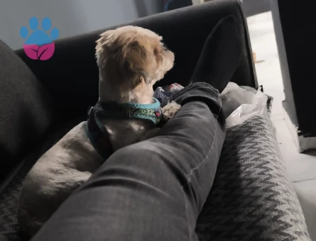 Shih Tzu Ares Eşini Arıyor