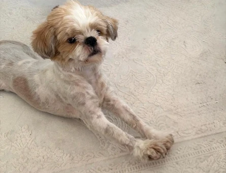 Shih Tzu Ares Eşini Arıyor - 118984524