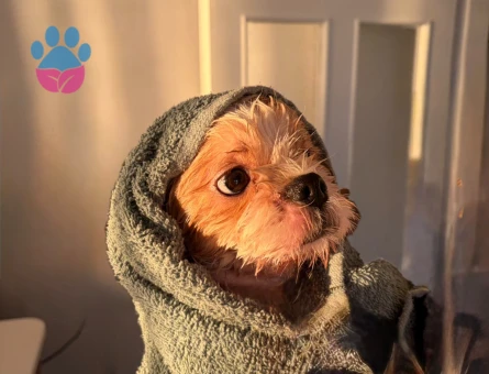 Shih Tzu Ares Eşini Arıyor