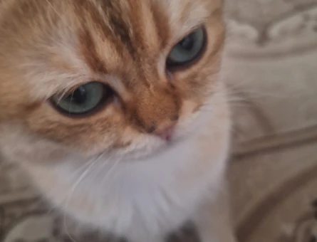 British shorthair 1 Yaşında Eş Arıyor Dişi - 118984525