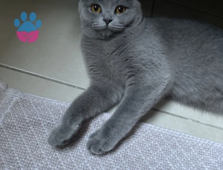 British Shorthair 1 Yaşınd Dişi Kızgınlıkta - 118984528