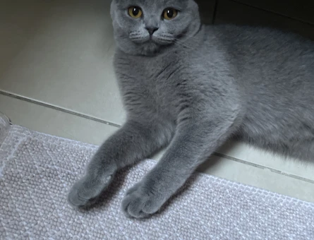British Shorthair 1 Yaşınd Dişi Kızgınlıkta - 118984528
