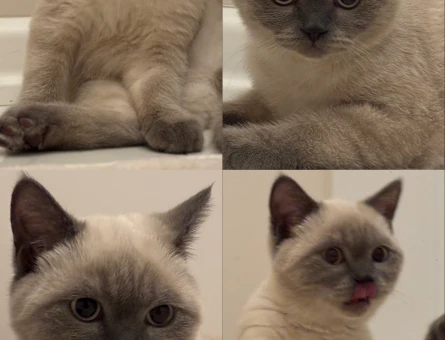 6 Aylık British Shorthair İzmir'den Eş Arıyor - 118984529