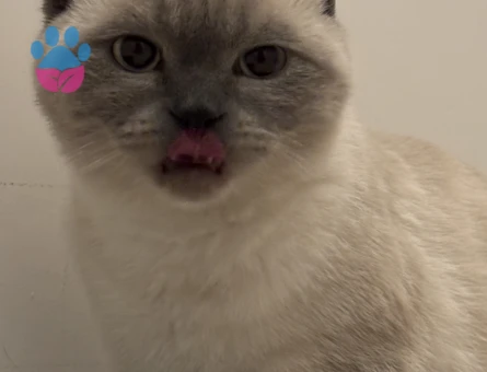 6 Aylık British Shorthair İzmir'den Eş Arıyor