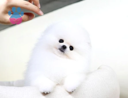 Orjinal Pomeranian - 5492