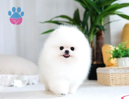 Orjinal Pomeranian