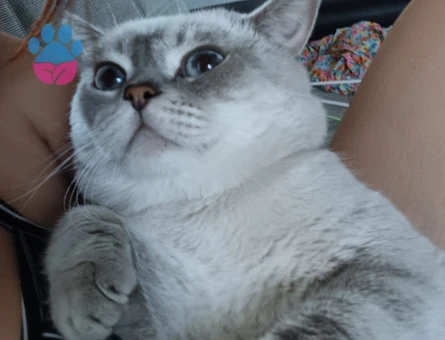 British shorthair cinsi kedime eş arıyorum