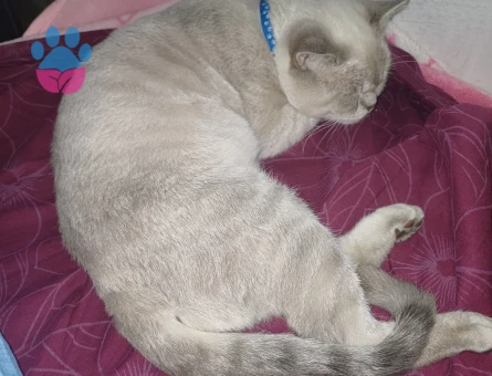 British shorthair cinsi kedime eş arıyorum