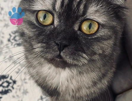 Scottish Fold Kedime Damat Arıyorum