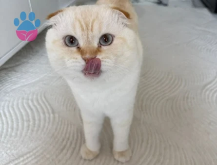 Yakışıklı oğlumuz pamuk kendisine eş arıyor :)