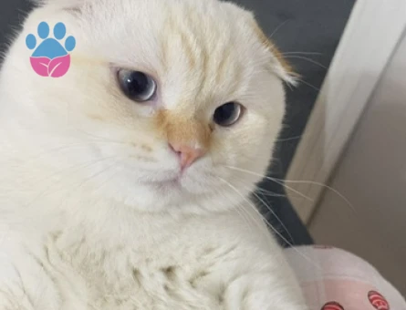 Yakışıklı oğlumuz pamuk kendisine eş arıyor :)