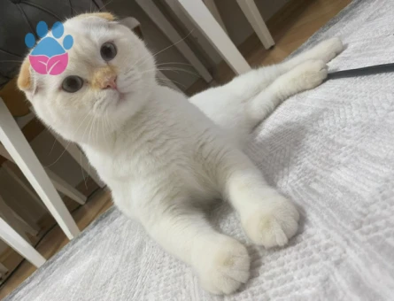 Yakışıklı oğlumuz pamuk kendisine eş arıyor :)