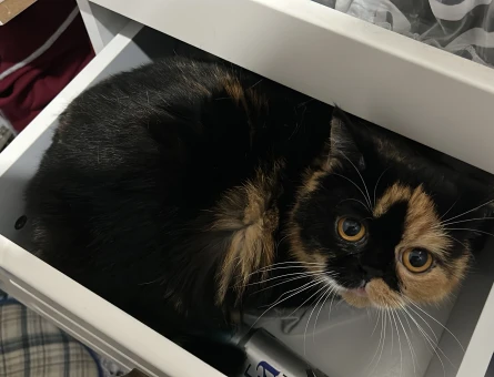 3 Yaşında Exotic Shorthair Dişi Kedimize eş arıyoruz - 118984816
