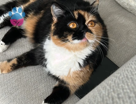 3 Yaşında Exotic Shorthair Dişi Kedimize eş arıyoruz - Görsel 3
