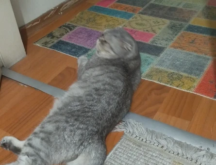British Shorthair 1 Yaşında Kızgınlıkta - 118984817