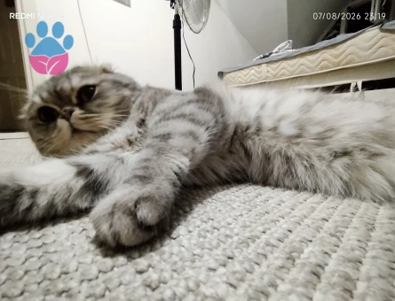 British Shorthair 1 Yaşında Kızgınlıkta - Görsel 4