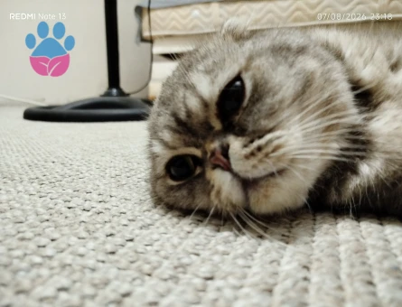 British Shorthair 1 Yaşında Kızgınlıkta - Görsel 5