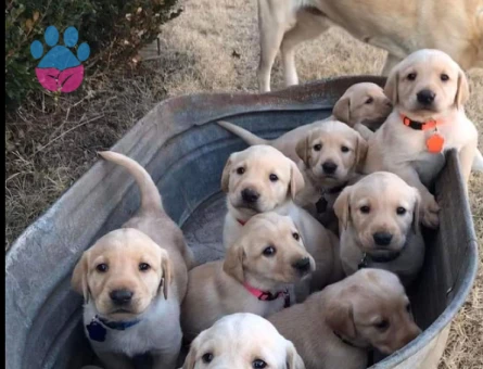 Burkemden a kan Labrador yavrular - 7060