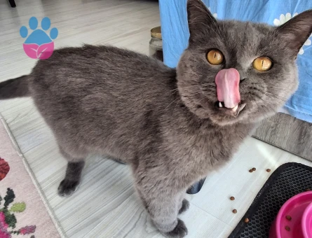 British Shorthair Oğluma dişi arıyorum - 118984820
