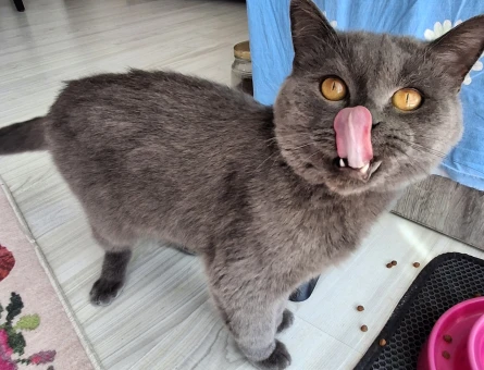 British Shorthair Oğluma dişi arıyorum - 118984820