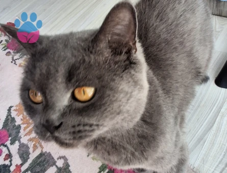 British Shorthair Oğluma dişi arıyorum - Görsel 3