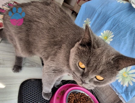 British Shorthair Oğluma dişi arıyorum - Görsel 4