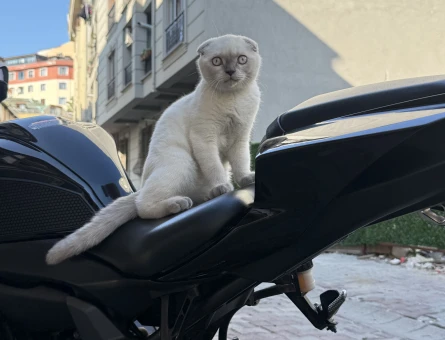 Scottish Fold Yakışıklı oğluma eş arıyorum - 118984822