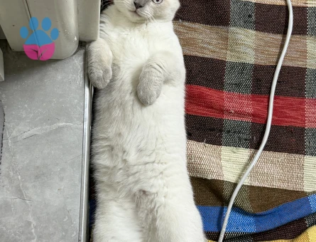 Scottish Fold Yakışıklı oğluma eş arıyorum - Görsel 3