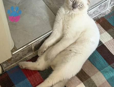 Scottish Fold Yakışıklı oğluma eş arıyorum - Görsel 4