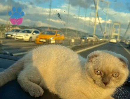 Scottish Fold Yakışıklı oğluma eş arıyorum - Görsel 5