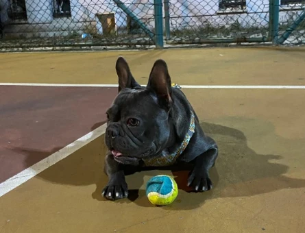 French bulldog Blue Point 2 Yaşında Eş Arıyor - 118984823