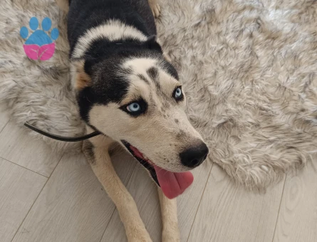 3 Yaşında Erkek Sibirya Kurdu (Husky) İçin Dişi Eş Arıyoruz – Antalya - Görsel 3
