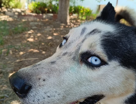 3 Yaşında Erkek Sibirya Kurdu (Husky) İçin Dişi Eş Arıyoruz – Antalya - 118984827