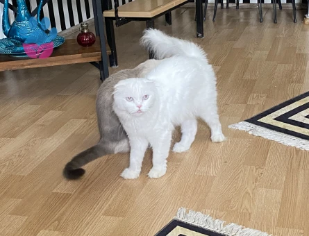 Scottish Fold Kızımız Kızgınlıkta