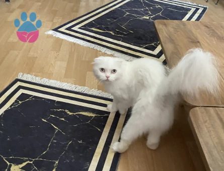 Scottish Fold Kızımız Kızgınlıkta